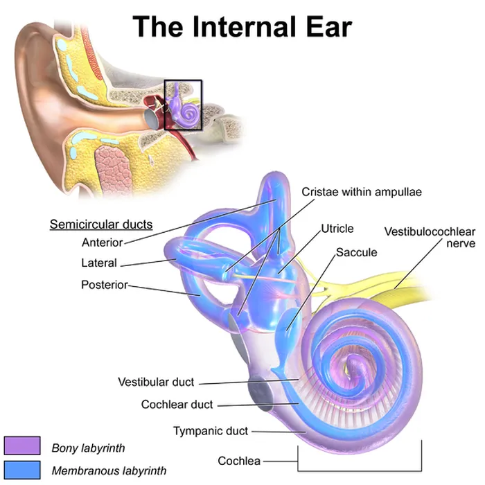 Menghubungkan rongga mulut dengan telinga bagian luar merupakan fungsi saluran