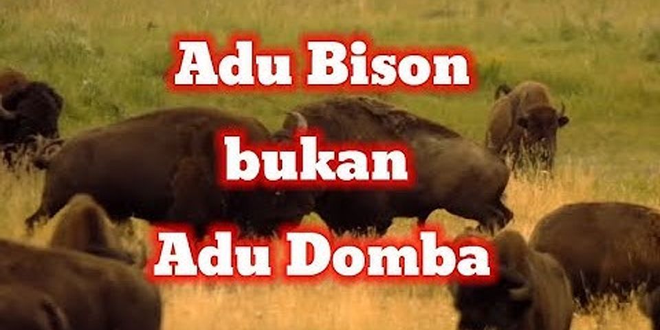 Apakah bison hewan langka?