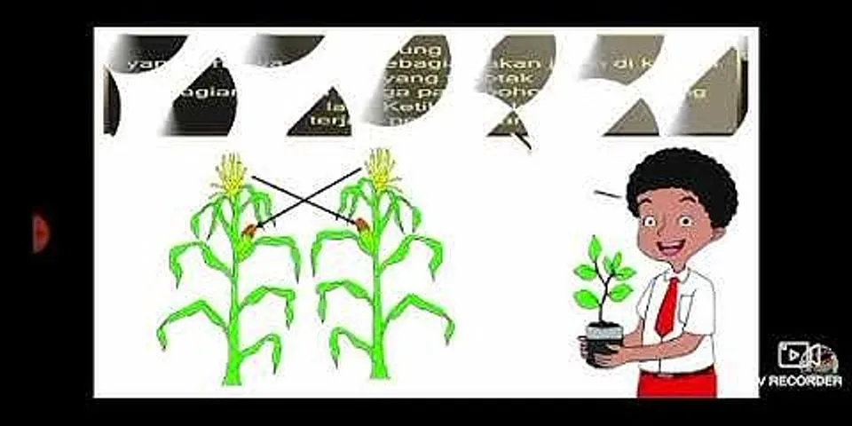Bagaimana Bagaimana jagung berkembang biak paragraf 2?