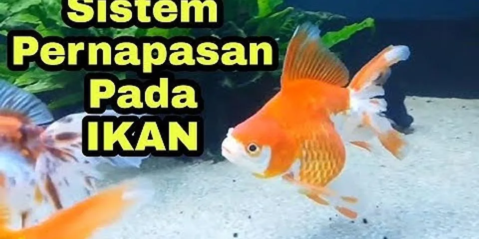 Bagaimana Cara organ pernapasan pada ikan?