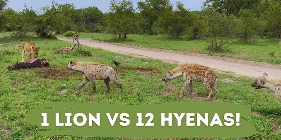 Bagaimana hyena menghadapi musuh yang memasuki wilayahnya?