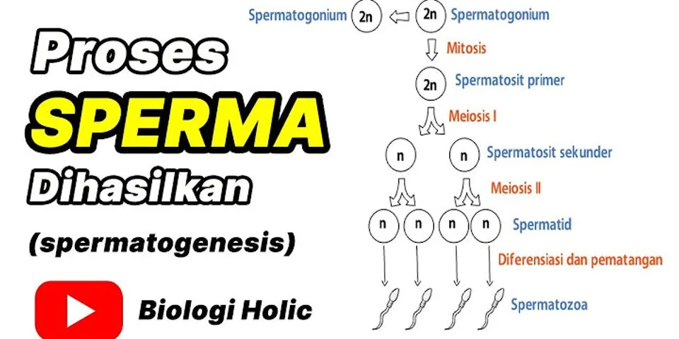 Bagaimanakah peristiwa spermatogenesis terjadi?