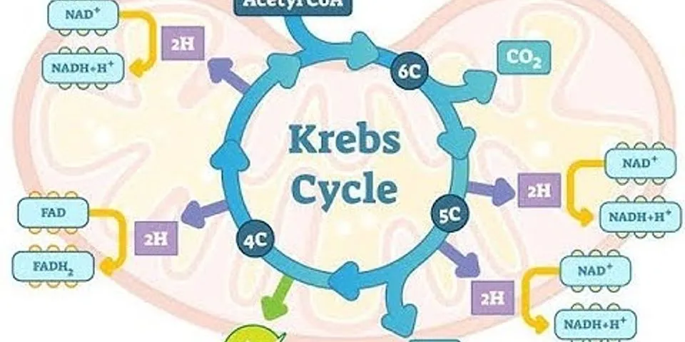 Berapa ATP yang dihasilkan dalam siklus Krebs?