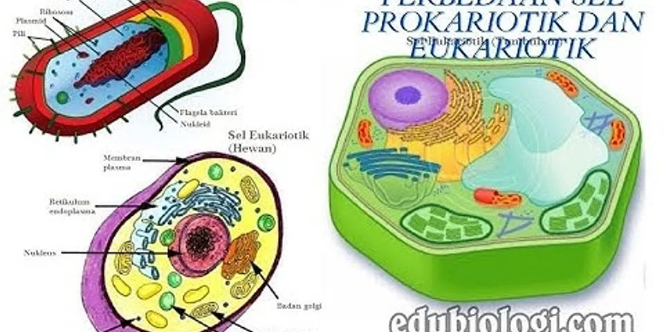 Jelaskan apa itu sel prokariotik dan sel eukariotik?